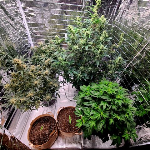 Starr growlog timeline photo