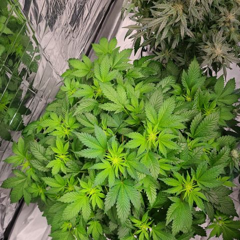Starr growlog timeline photo