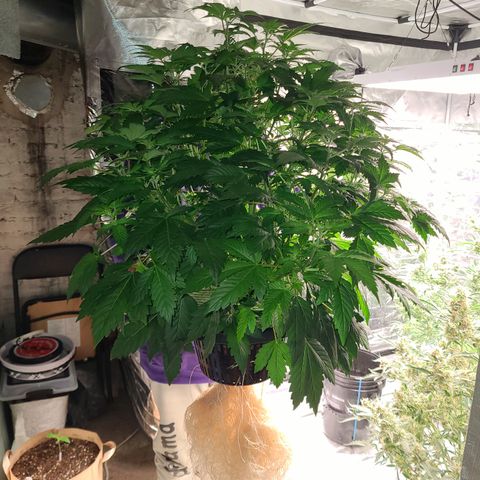 Starr growlog timeline photo