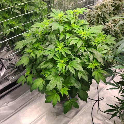 Starr growlog timeline photo