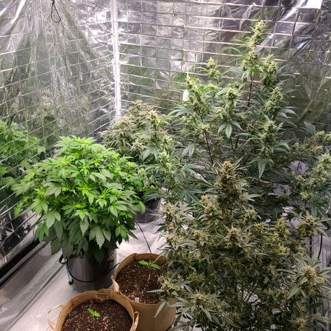 Starr growlog timeline photo