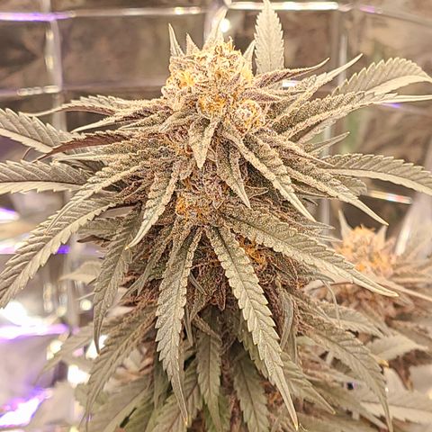 Mary growlog timeline photo