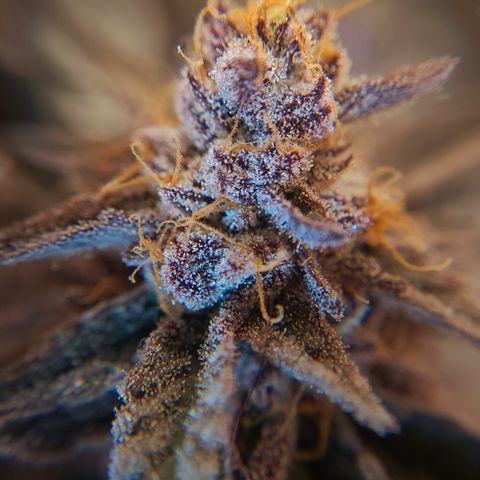 Mary growlog timeline photo