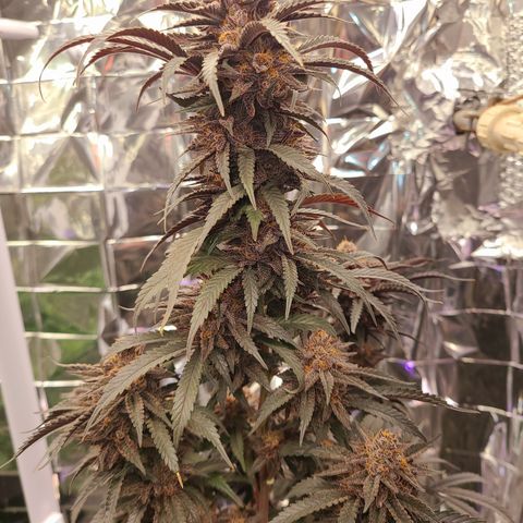 Mary growlog timeline photo