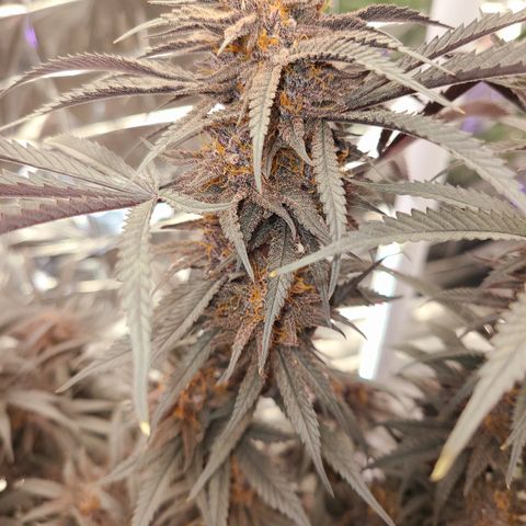 Violet growlog timeline photo