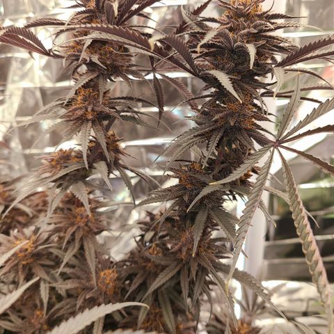 Violet growlog timeline photo