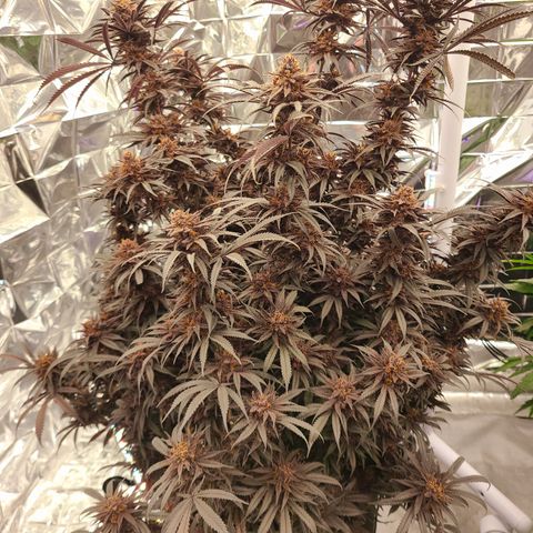 Violet growlog timeline photo