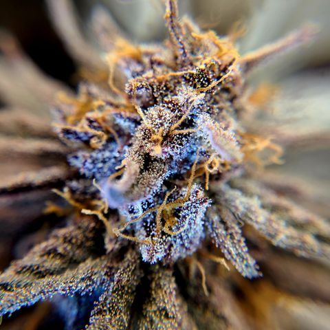 Violet growlog timeline photo