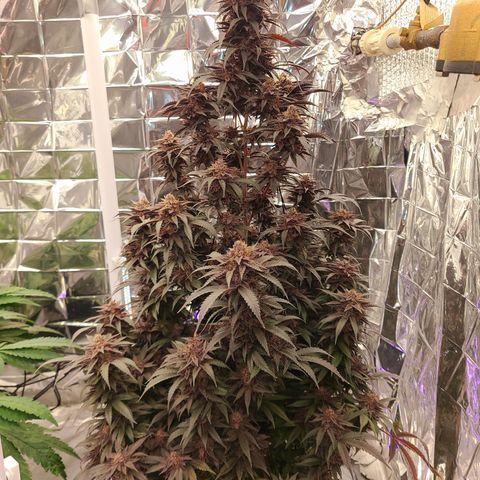 Mary growlog timeline photo