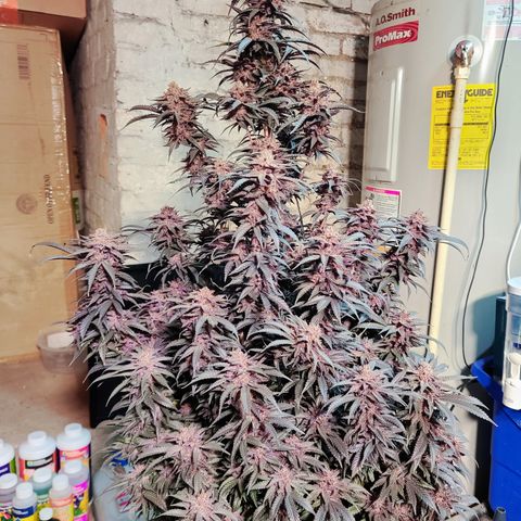 Mary growlog timeline photo