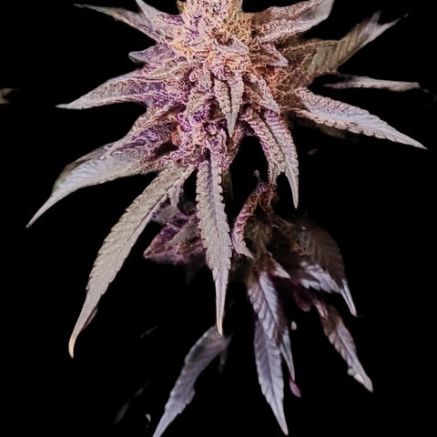 Mary growlog timeline photo