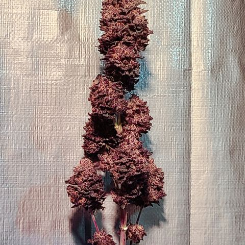 Mary growlog timeline photo