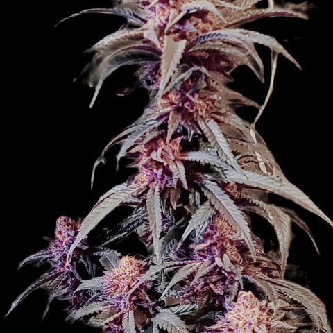 Mary growlog timeline photo