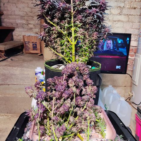 Mary growlog timeline photo
