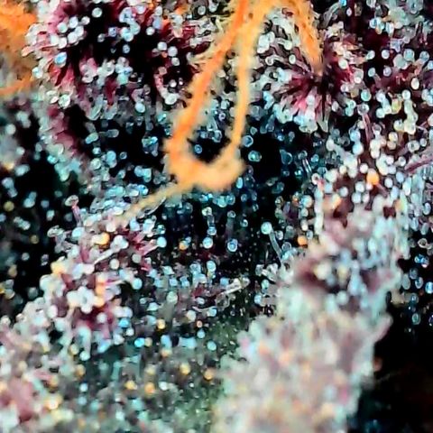 Mary growlog timeline photo