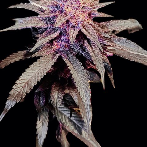 Mary growlog timeline photo