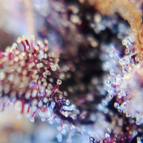 Violet growlog timeline photo