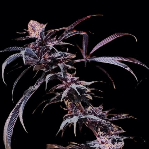 Violet growlog timeline photo