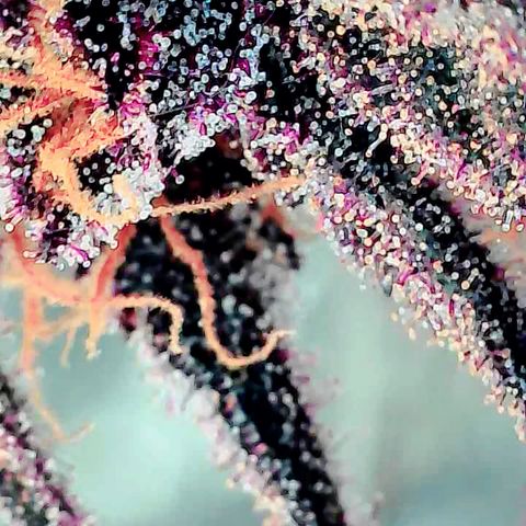 Violet growlog timeline photo