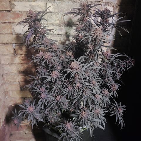 Violet growlog timeline photo
