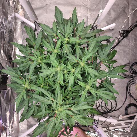 Juno growlog timeline photo