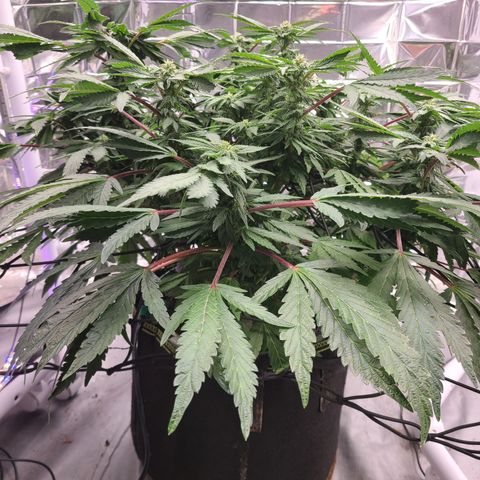 Juno growlog timeline photo