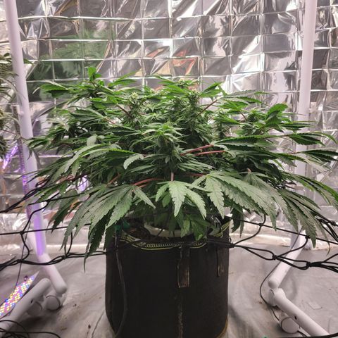 Juno growlog timeline photo