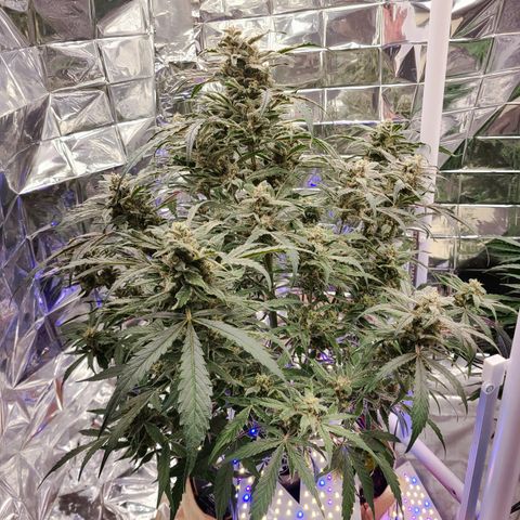 Ivy growlog timeline photo