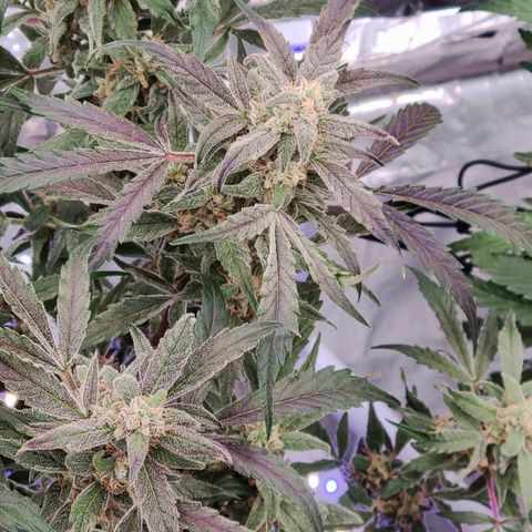 Ivy growlog timeline photo