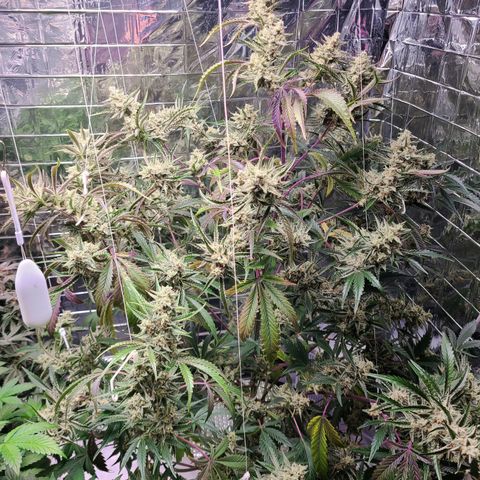 Payton growlog timeline photo