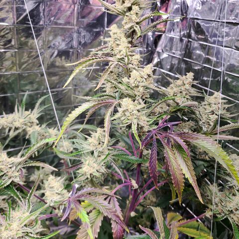 Payton growlog timeline photo