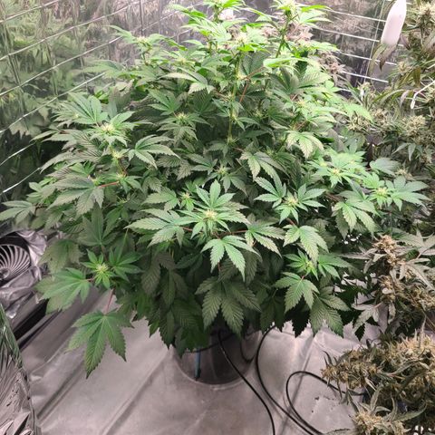 Starr growlog timeline photo