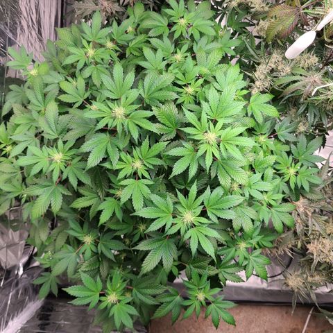 Starr growlog timeline photo