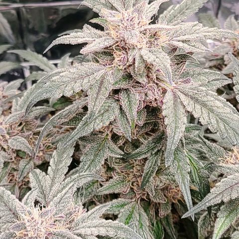 Gladys growlog timeline photo