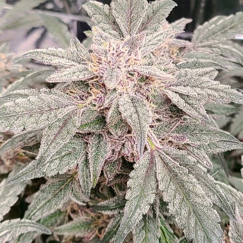 Gladys growlog timeline photo