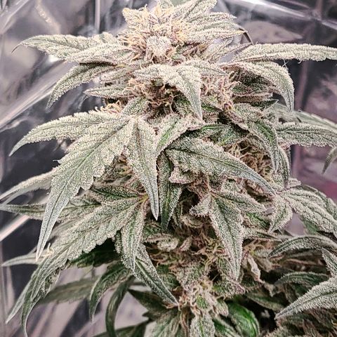 Gladys growlog timeline photo