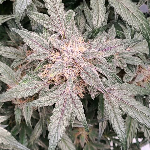 Gladys growlog timeline photo