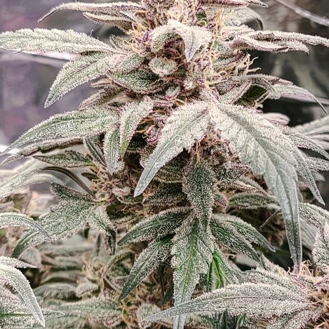 Gladys growlog timeline photo