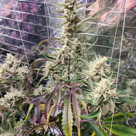 Payton growlog timeline photo