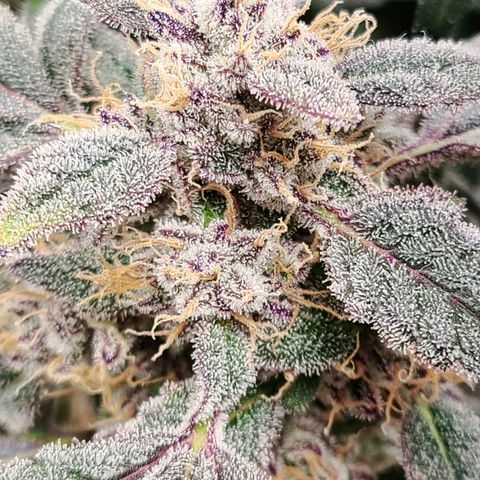 Gladys growlog timeline photo