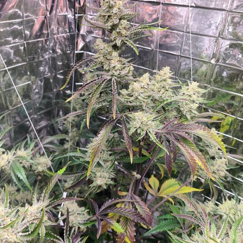 Payton growlog timeline photo