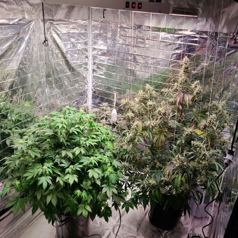 Payton growlog timeline photo