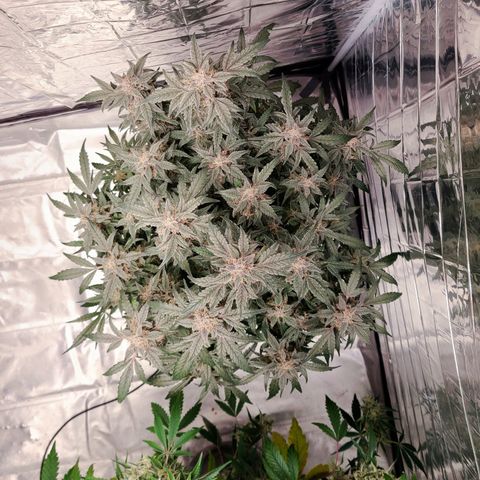 Gladys growlog timeline photo