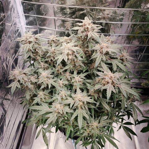 Gladys growlog timeline photo