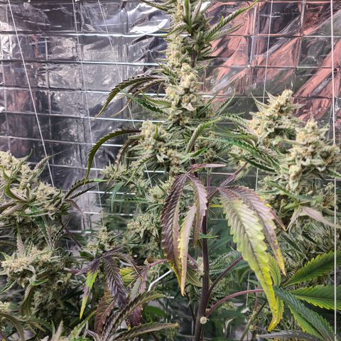 Payton growlog timeline photo