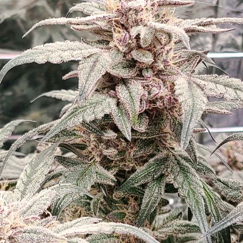 Gladys growlog timeline photo
