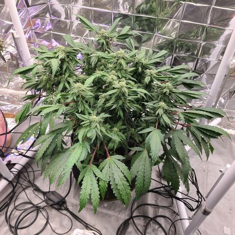 Juno growlog timeline photo