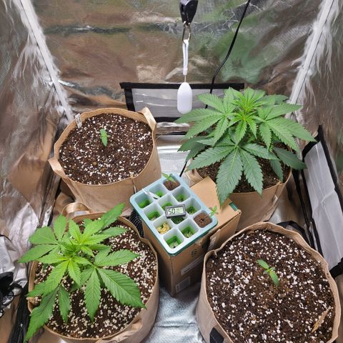 Daphne  growlog timeline photo