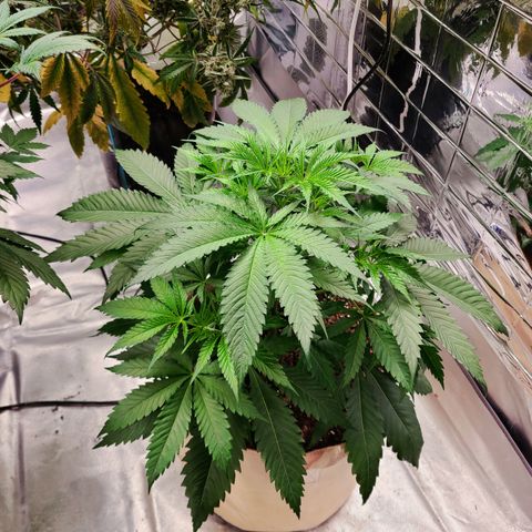 Daphne  growlog timeline photo
