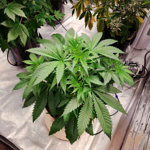 Daphne  growlog timeline photo